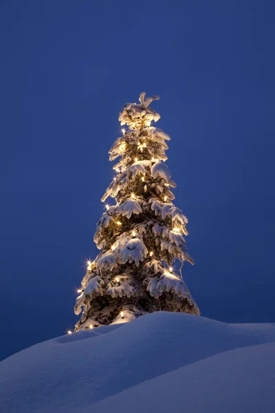 Arbre Noël Dans Neige Hiver — Photo