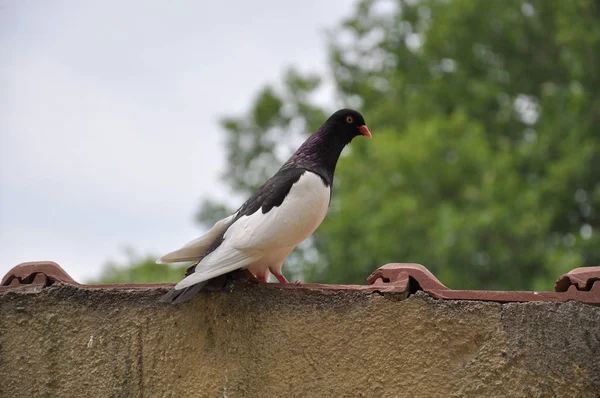 Vacker Utsikt Över Vacker Fågel Naturen — Stockfoto