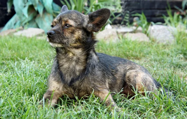 Schäferhund Gras — Stockfoto