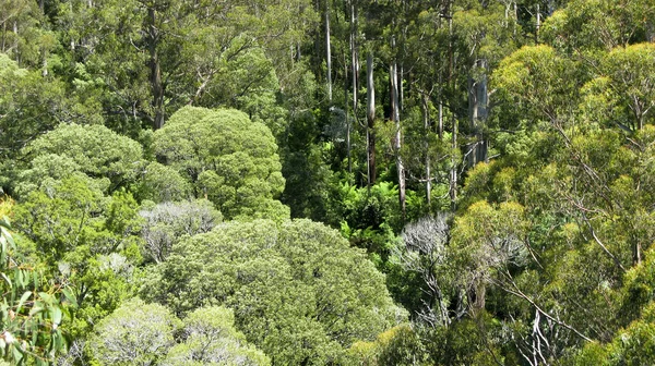 Австралійський Дощовий Ліс Видно Зверху Полог — стокове фото