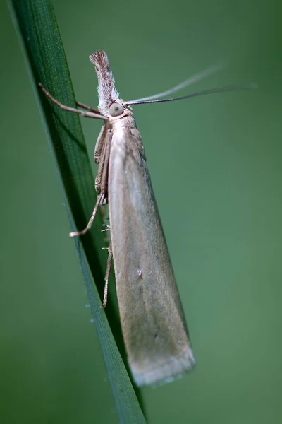 Närbild Insekter Vild Natur — Stockfoto