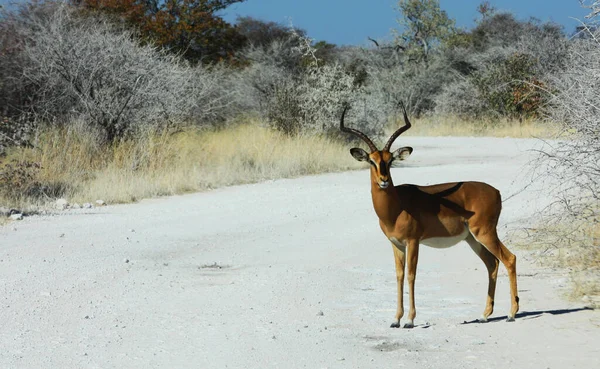 Namibianskt Vilt Etosha Park Torrperiod — Stockfoto