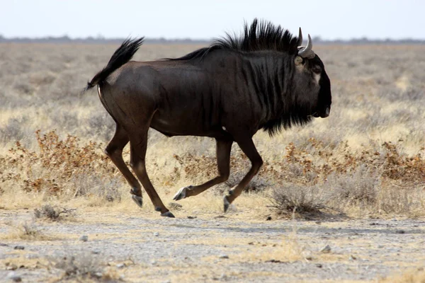 Gnu Działa Etosha Park Namibia — Zdjęcie stockowe