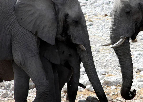 Słonie Matka Syn Namibia Etosha Park — Zdjęcie stockowe