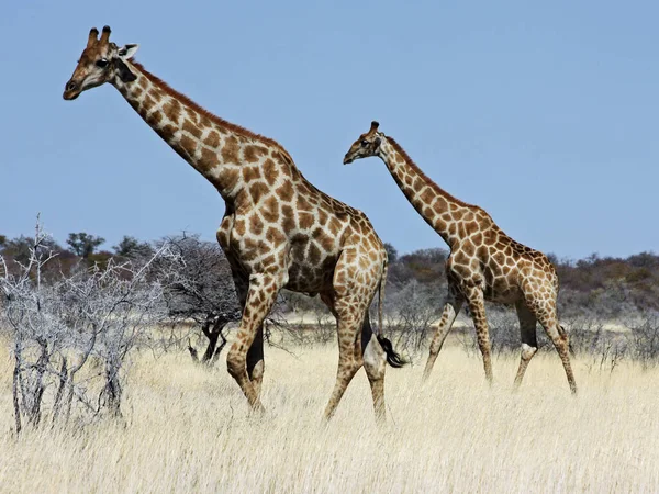 Namibijský Divoký Život Park Etosha Období Sucha — Stock fotografie