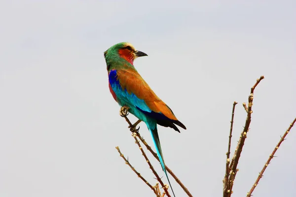 Vida Silvestre Namibia Parque Etosha Estación Seca — Foto de Stock