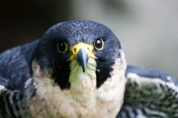 Falke Einem Naturschutzgebiet Sutherland Schottland — Stockfoto