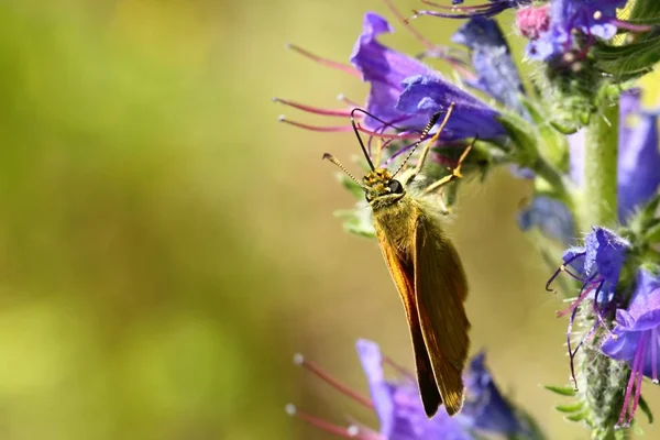 Dabbler Arrugginito Ochlodes Venatus — Foto Stock