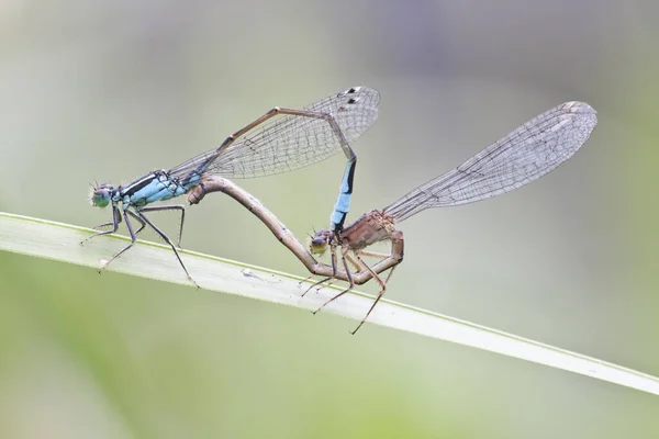 Libélula Insecto Naturaleza Entomología —  Fotos de Stock