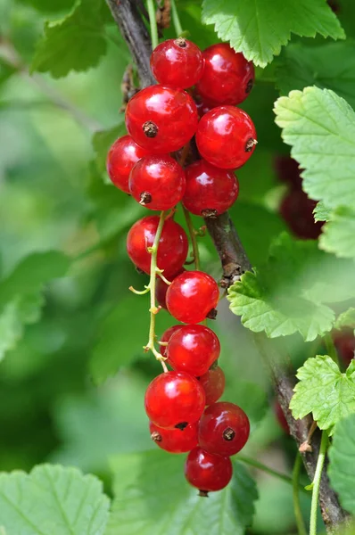 Reife Rote Johannisbeere Strauch — Stockfoto