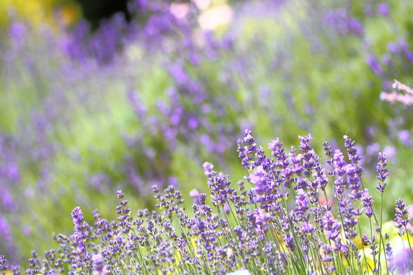 Flores Lavanda Violeta Flores Provenza Púrpura — Foto de Stock