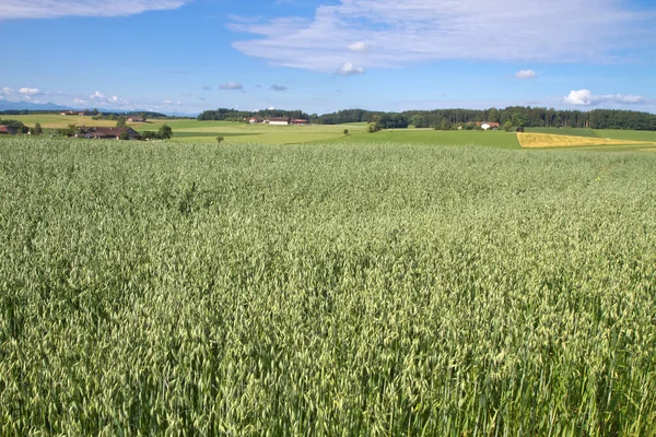 Campo Agrícola Con Hierba Verde Cielo Azul — Foto de Stock