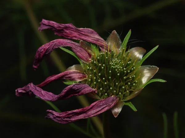 Bel Colpo Botanico Carta Parati Naturale — Foto Stock