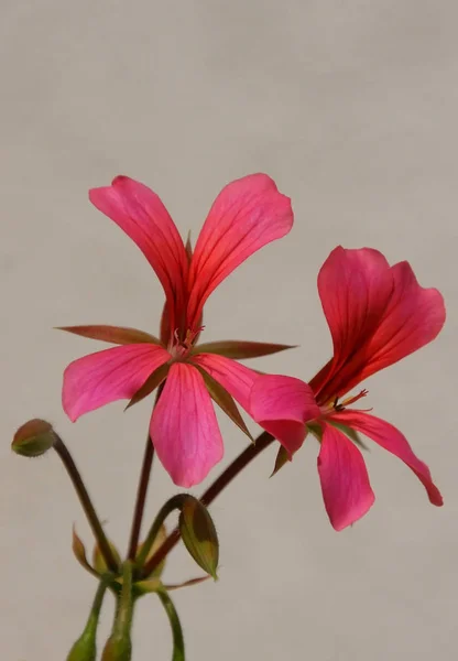 Bej Arkaplanda Pembe Zambak Çiçeği — Stok fotoğraf