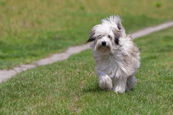 Щеня Ходьбі Собакою Повідця — стокове фото