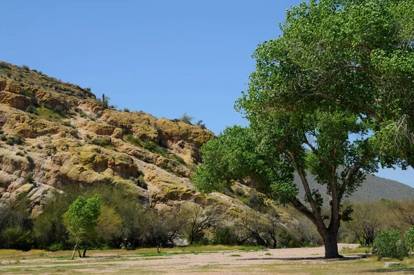 Large Tree End Rocky Mountain Royalty Free Stock Images