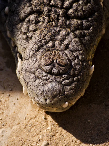 Snout Crocodile Resting Sand Stock Image