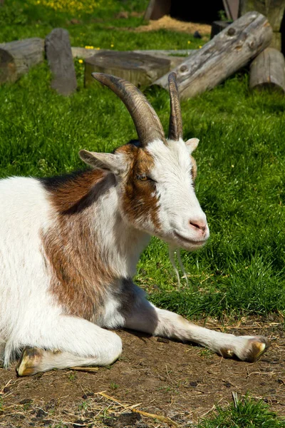 Une Jeune Chèvre Debout Dans Pâturage Vert — Photo