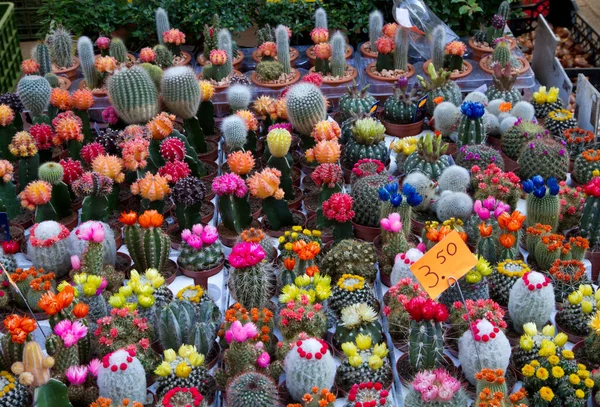 Színes Kaktuszok Egy Csoportja Hollandiában — Stock Fotó