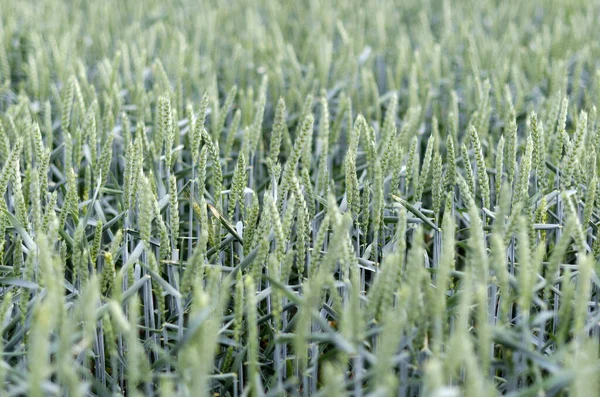Пшеничне Поле Навесні — стокове фото