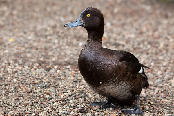 Gräsänder Marken — Stockfoto