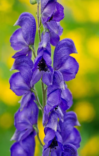 Schöne Blumen Blumiges Konzept Hintergrund — Stockfoto