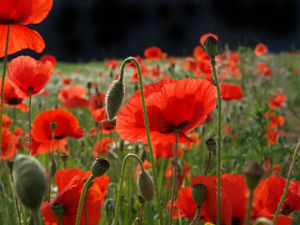 Close Uitzicht Mooie Wilde Papaver Bloemen — Stockfoto