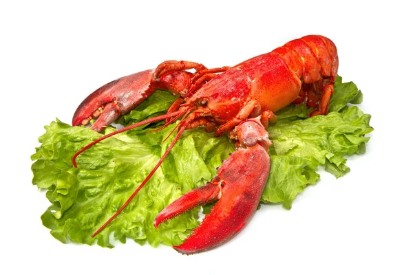 Langosta Roja Sobre Ensalada Fresca Aislada Sobre Fondo Blanco —  Fotos de Stock