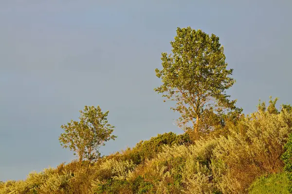 Drzewa Klifie — Zdjęcie stockowe