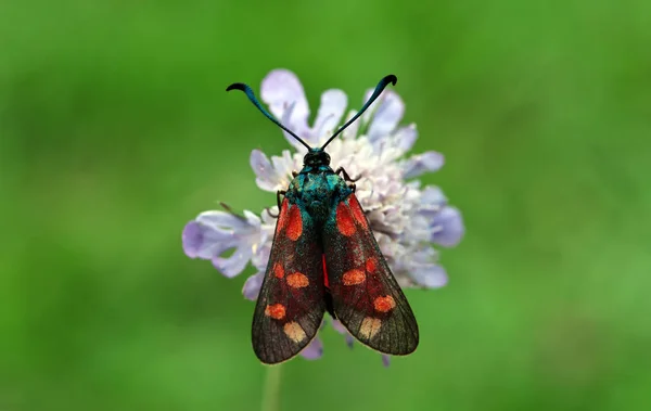 Macro Unui Berbec Pământ — Fotografie, imagine de stoc