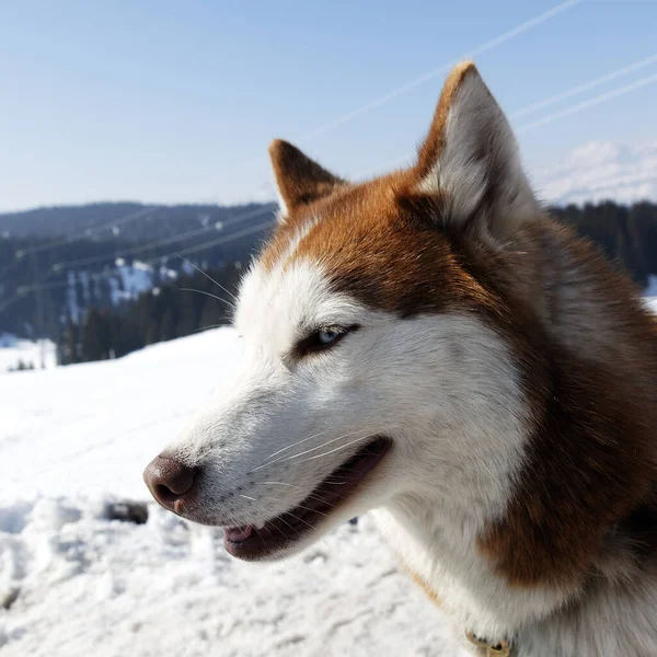 Kopf Des Husky Hundes Mit Blauen Augen — Stockfoto
