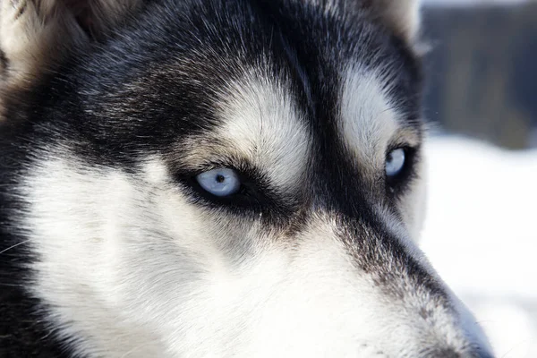 Cabeça Cão Husky Com Olhos Azuis — Fotografia de Stock