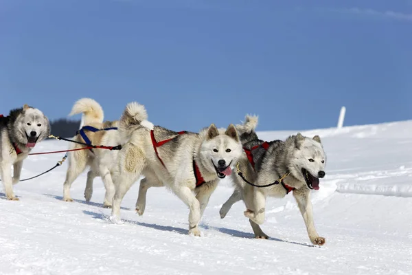 Carrera Husky Montaña Alpina Invierno — Foto de Stock