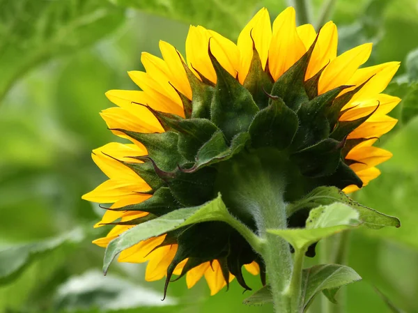 Schöne Blumen Blumiges Konzept Hintergrund — Stockfoto