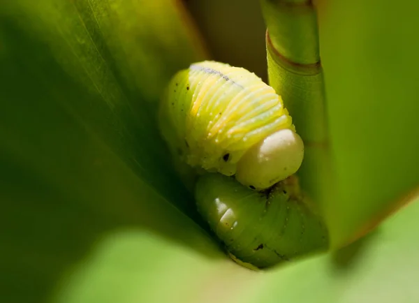 Lagarta Verme Inseto Natureza — Fotografia de Stock