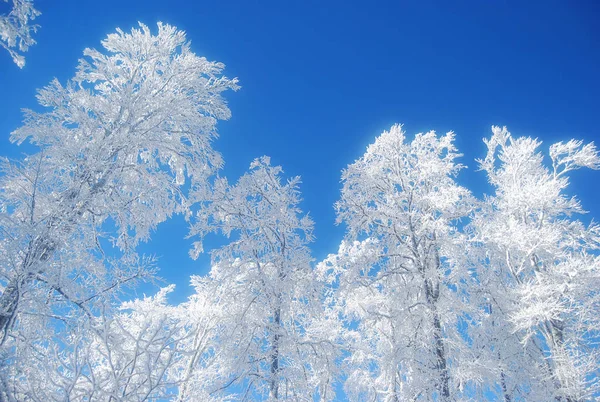 Bunter Hintergrund Für Weihnachten Oder Neujahr Urlaubskarte — Stockfoto