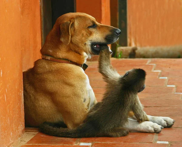 Portret Van Een Schattige Hond — Stockfoto