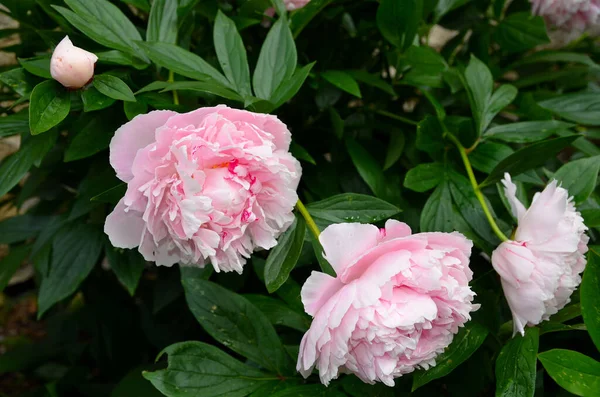 Peonías Rosadas Jardín — Foto de Stock