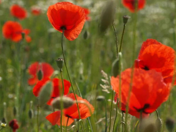 Close Uitzicht Mooie Wilde Papaver Bloemen — Stockfoto