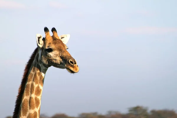 Снимок Жирафа Юге Африки — стоковое фото