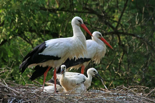 Vista Panorámica Hermoso Pájaro Cigüeña Naturaleza — Foto de Stock