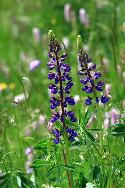 Uitzicht Prachtige Groene Weide — Stockfoto