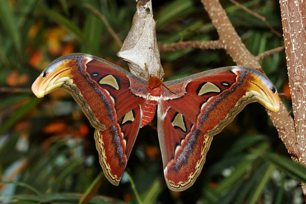 Primo Piano Bug Natura Selvaggia — Foto Stock