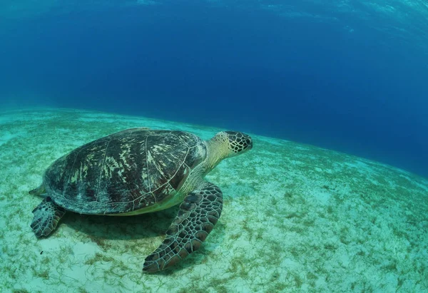 Зелена Морська Черепаха Філіппінському Морі — стокове фото