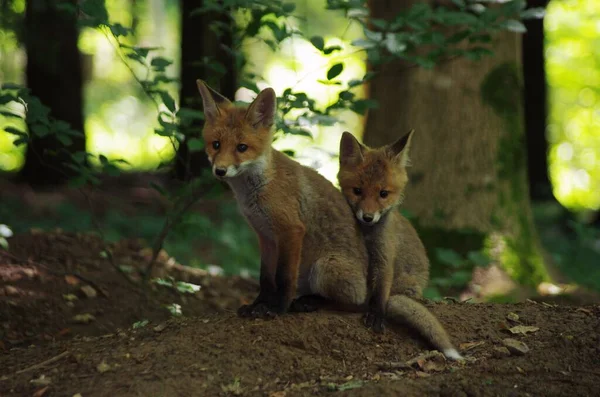 Animali Giovani Attenzione Selettiva — Foto Stock