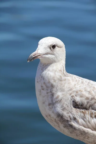 Schilderachtig Uitzicht Mooie Schattige Meeuw Vogel — Stockfoto