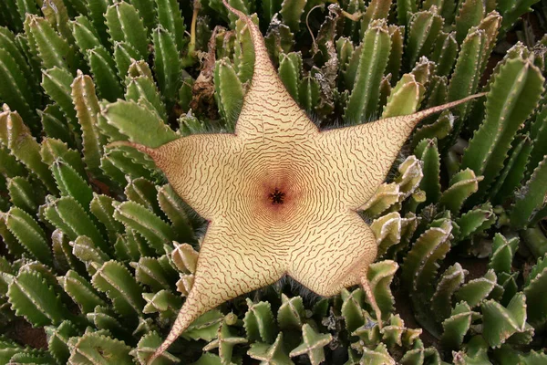 Cactus Fleur Flore Croissance Des Cactus — Photo