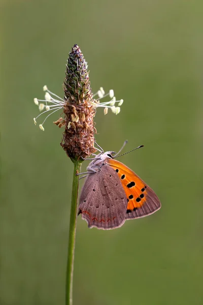 Small Copper Butterfly Lycaena Phlaeas Plantain Plantago Nlanceolata — стоковое фото