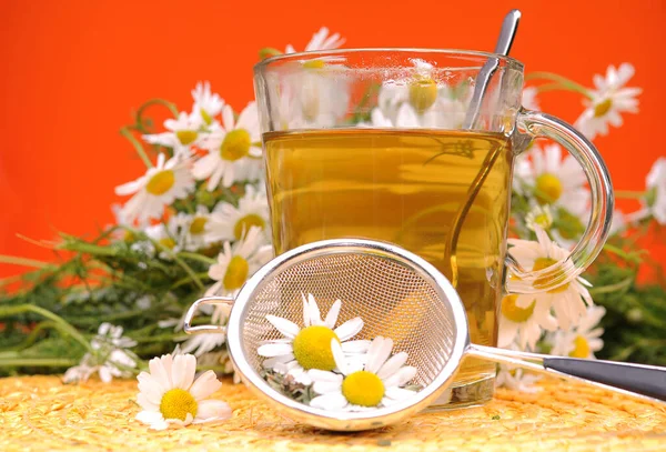 Chamomile Tea Herbal Drink — Stock Photo, Image