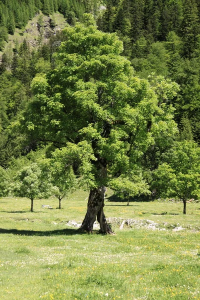 Pitoresca Vista Paisagem Rural — Fotografia de Stock